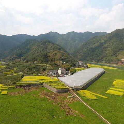 艾草网最新发布，引领健康生活的新潮流