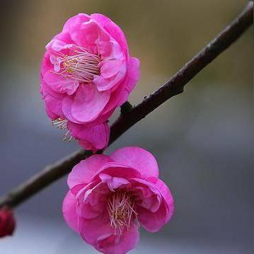 蛇年哪月份出生最为吉祥